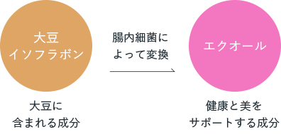大豆イソフラボン腸内細菌によってエクオールに変換